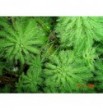 Myriophyllum aquaticum (Wywłócznik wodny) Niedostępny