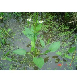 Alisma plantago-aquatica (Żabieniec - babka wodna)