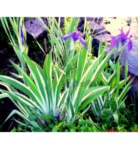 Iris laevigata variegata ( Kosaciec, Irys gładki pstry )