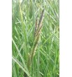Carex riparia Variegata (Turzyca brzegowa pstra)