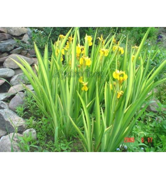 Iris pseudacorus Variegata (Kosaciec , Irys żółty pstry)