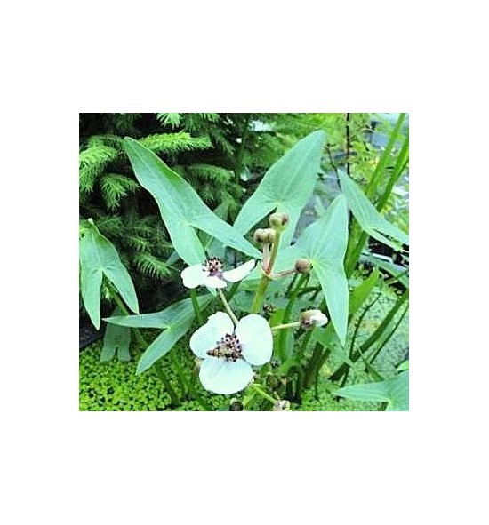 Sagittaria sagittifolia (Strzałka wodna)