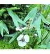 Sagittaria sagittifolia (Strzałka wodna)