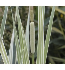 Typha latifolia Variegata (Pałka szerokolistna pstra)