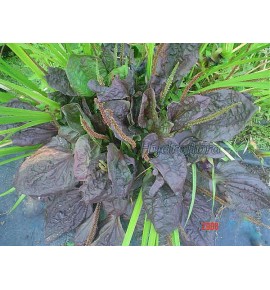 Alisma plantago major rubra (Babka czerwona)