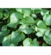 Brunnera macrophylla „Jack Frost” (Brunera wielkolistna)