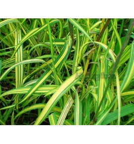 Dactylis glomerata variegata