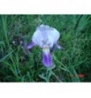 Iris germanica Pandora (Kosaciec, Irys bródkowy)