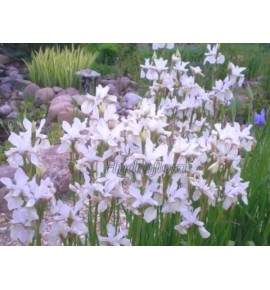 Iris sibirica alba (Kosaciec, Irys syberyjski biały)