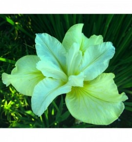 Iris Sibirica Butter and Sugar (Kosaciec, Irys syberyjski)