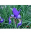 Iris sibirica Cesar Bbrother (Kosaciec, Irys syberyjski)