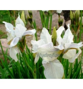 Iris sibirica snow queen (Kosaciec, Irys syberyjski snow queen)