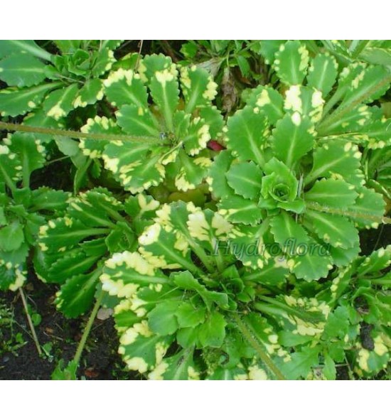 Saxifraga ubridum variegata (Skalnica pstra)