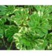 Saxifraga ubridum variegata (Skalnica pstra)