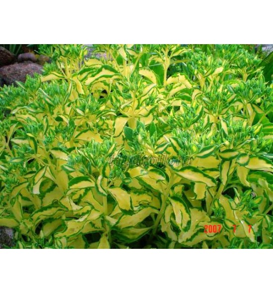 Sedum alboroseum mediovariegata (Rozchodnik olbrzymi pstry)