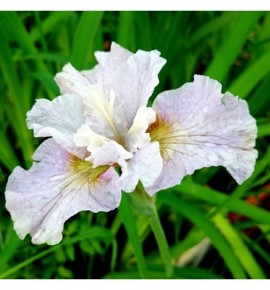 Iris sibirica Dawn Waltz (Kosaciec, Irys syberyjski)