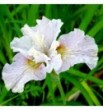 Iris sibirica Dawn Waltz (Kosaciec, Irys syberyjski)