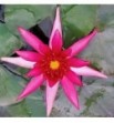 Nymphaea 'Hidden Violet' - (Lilia wodna "ukryty fiolet")