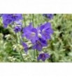 Polemonium caeruleum „Brise d’Anjou” (Wielosił błękitny)