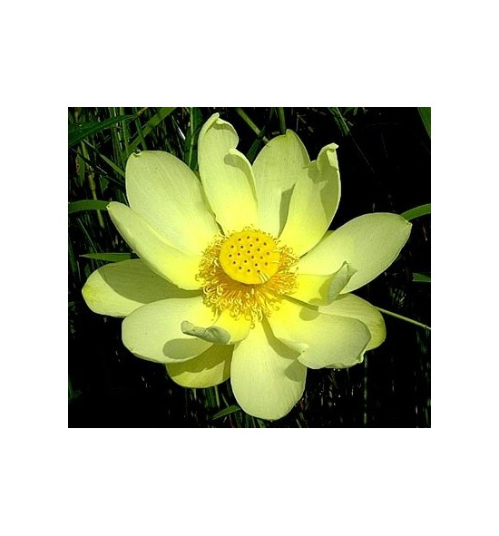Nelumbo lutea- (Lotos żółty)