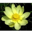 Nelumbo lutea- (Lotos żółty)