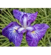 Iris ensata Marmuroa - Kosaciec mieczolistny