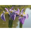Iris pseudacorus- Kosaciec żółty "Spartacus"