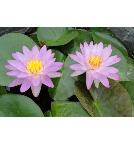 Nymphaea Siam Purple 2 - Lilia wodna