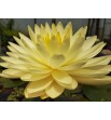 Nymphaea 'Perry's Double Yellow' - Lilia Wodna 'Perry's Double Yellow'