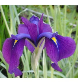 Iris ensata Variegata - Kosaciec mieczolistny odm. pstra