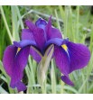 Iris ensata Variegata - Kosaciec mieczolistny odm. pstra