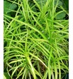 Carex muskingumensis Aureovariegata (Turzyca muskingeńska)