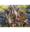 Pennisetum purpureum Rozplenica słoniowa 'Vertigo'