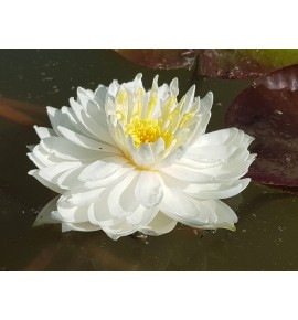 Nymphaea 'White 1000 Lilia wodna biała tysiąc płatków