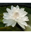Nymphaea 'White 1000 Lilia wodna biała tysiąc płatków